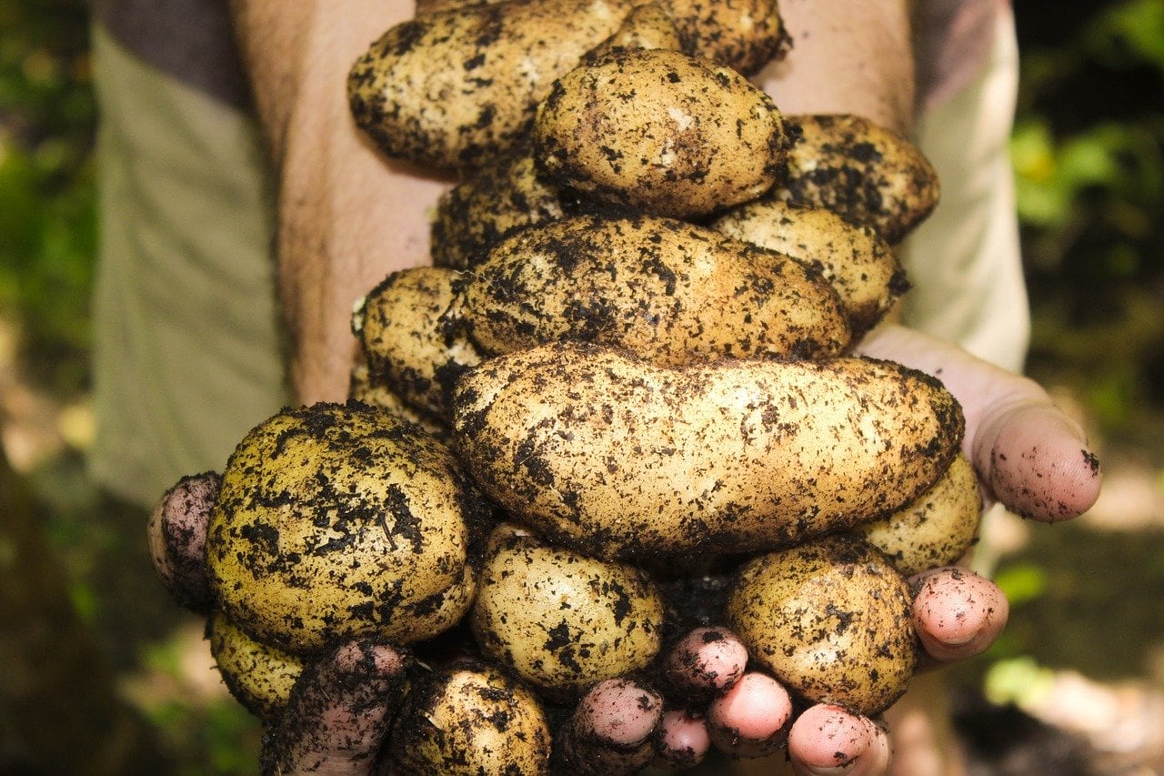 Bio potraviny: jak je poznat a opravdu jsou lepší než klasické jídlo ze supermarketu? 6 test alt text